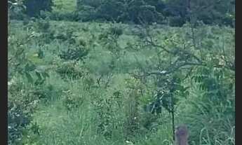 Imagem: Fazenda 137 há Arinos MG