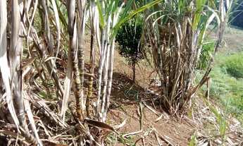 Imagem 7: Vendo ou troco chácara em taici Rio Branco do Sul por casa, carro, em Almirante Tamandaré
