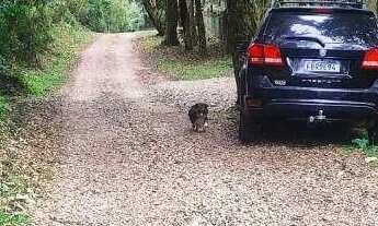 Imagem 5: Chácara à venda, 4731 m² por R$ 480.000,00 - Borda Do Campo - São José dos Pinhais/PR