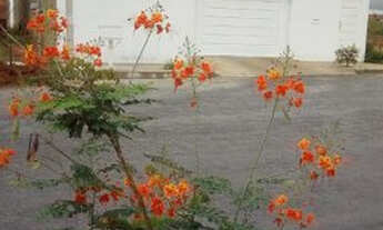 Imagem: Casa 5/4 permuta/troca em Goianésia, com