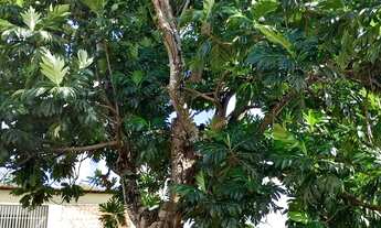 Imagem 4: Vende- se ou troca