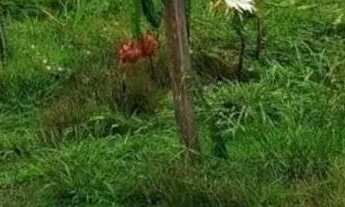 Imagem 5: Fazenda na pista Rodovia BR174, Km 62. 2.888,90ha. 50.000 Pés Açaí. Coqueiral, Hortaliças