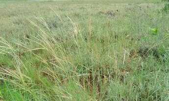 Imagem: Vendo lote 15 mil