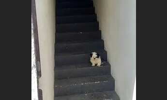 Imagem 3: Apto a venda Apartamento cobertura com 2 dormitórios