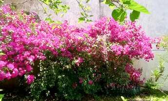 Imagem 4: Casa para locação temporada