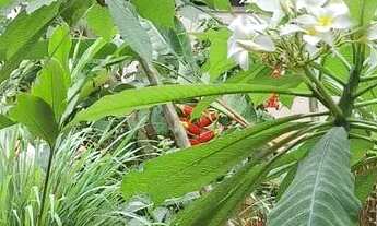 Imagem 7: PROPRIEDADE DE ALTO PADRÃO PARA ALUGUEL NO SMT