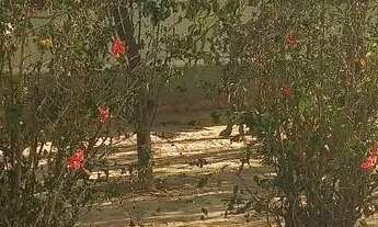 Imagem 7: Vendo ou troco casa muito grande depois do posto dangelis