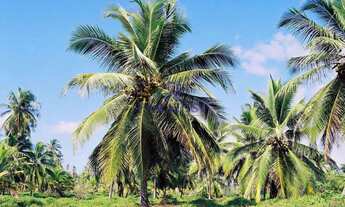 Imagem 6: Área com 6.000.000 m² - 1,4 km frente mar - R$ 150 mi