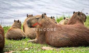 Imagem 4: Sítio em Alameda dos Cedros - Condomínio Nossa Fazenda - Esmeraldas/MG