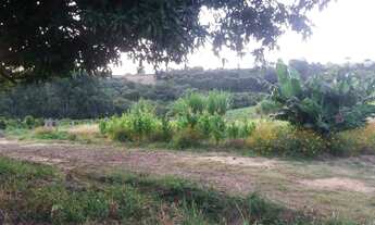 Imagem 4: Sítio em Pinhalão PR 3 alqueires