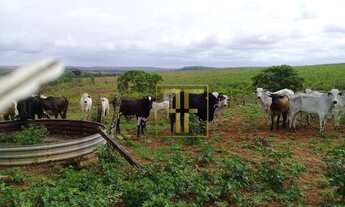 Imagem: Fazenda 960 Hectares, Poxoréu, MT