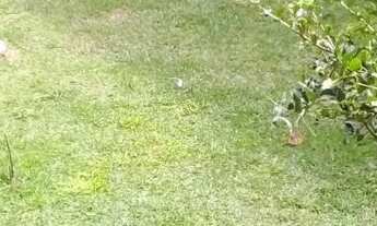 Imagem 4: Alugo casa com piscina