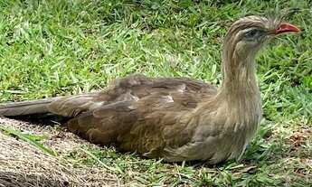 Imagem 3: A Casa para venda com 500 metros quadrados com 4 quartos