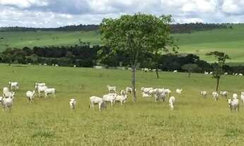 Imagem 6: Fazenda de 260 alq em Corumbá-Go