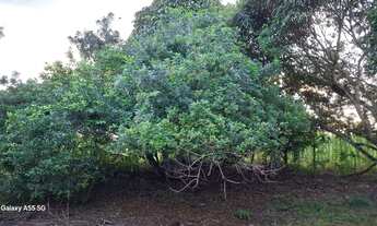 Imagem 6: Belíssimo sítio de 19.9t, com uma boa casa de 4/4 e piscina