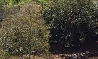 Imagem 6: Chácara de 21 mil metros por apenas 15 reais o metro