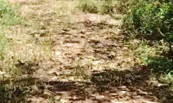 Imagem 5: Sítio 14 alqueires entre Pinda e Taubaté bairro Pouso Frio