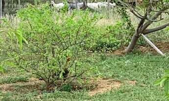 Imagem 5: Vendo chácara roça