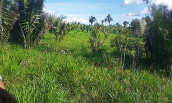 Imagem: Fazenda 70 alqueires com 65 de abertura!