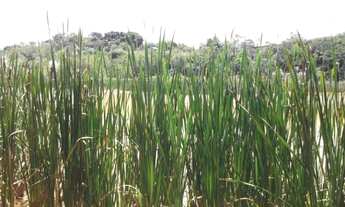 Imagem 4: Pertinho da Serra do Cipó, maravilhoso sitio de 4.500m²(Temos varias opções)