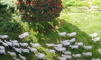 Imagem 3: Fazenda/Sítio/Chácara para venda tem metros quadrados com 3 quartos