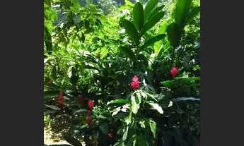 Imagem 4: Excelente terreno em Paraty próximo praias e cachoeiras