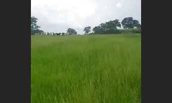 Imagem: Sitio top demais Auriflama 15 alqueires