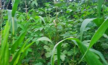 Imagem 2: Chácara 2.660 metros valor 430.000