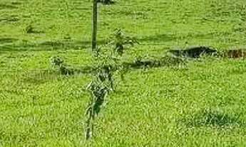 Imagem: Chácara à venda em Boa Vista da Aparecida