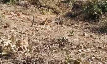 Imagem 5: Vendo uma chácara Jaboticatubas 1.500 metros entrada 70mil avista na troca outro valor