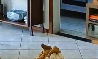 Imagem: Apartamento para Venda em Florianópolis