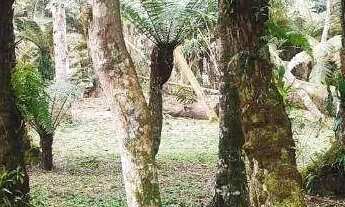 Imagem 4: Chácara à venda, 4731 m² por R$ 480.000,00 - Borda Do Campo - São José dos Pinhais/PR