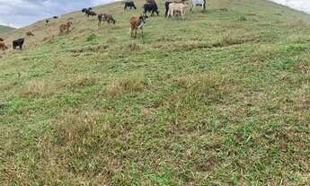 Imagem 5: Fazendinha - região nobre entre Cordeiro e Macuco