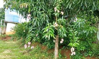 Imagem 7: Sitio em ibiraci 1 alqueire 350.000.00 ( leo