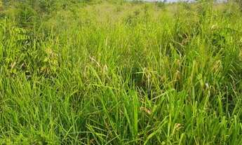 Imagem 2: Fazenda 78 alqueires com 60 aberto! em Rurópolis?