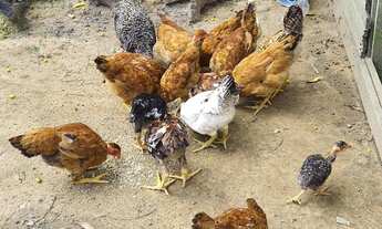 Imagem 4: Sítio excelente