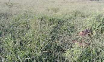 Imagem 7: 10 Alqueires e 47 litros Em Córrego do Ouro