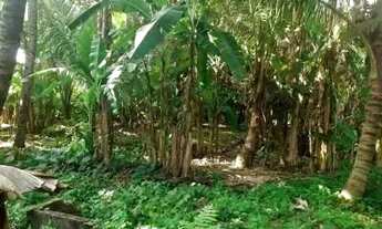 Imagem 5: Granja em oitizeiro