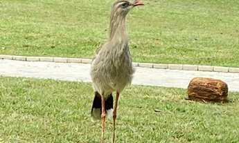 Imagem 7: Sobrado clássico mobiliado para aluguel tem 500 m2 com 4 quartos