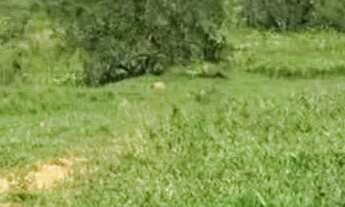 Imagem 4: Imóvel para venda tem 20000 metros quadrados em Registro - Taubaté - SP