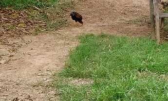 Imagem 5: Vendo casa em São Joaquim de Bicas