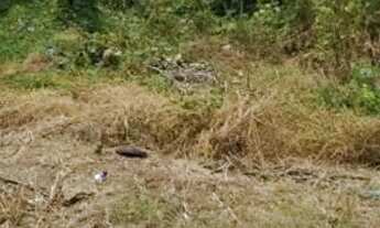 Imagem 3: Terreno Loteamento Gurupi