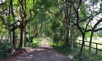 Imagem 3: Santo Antônio de Posse - Fazenda - Santo Antônio de Posse