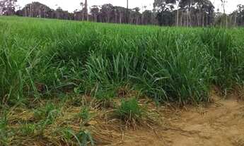 Imagem 2: Vendo terra! Fazenda / sítio com venda por R$400.000