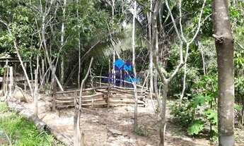 Imagem 4: Excelente chácara 2,5 alqueires á 46 km de Porto Velho