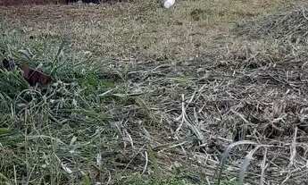 Imagem 2: Lote em ótima localização residencial Paris