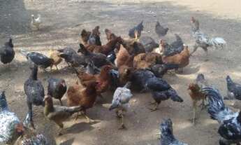 Imagem 3: Chacara residencial triunfo III goianira go