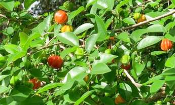 Imagem 6: Sobrado clássico mobiliado para aluguel tem 500 m2 com 4 quartos