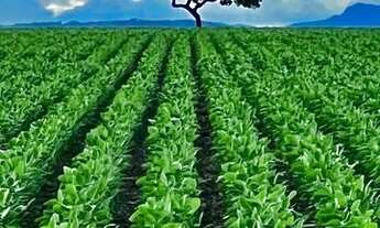 Imagem: Fazenda de 260 alq em Corumbá-Go