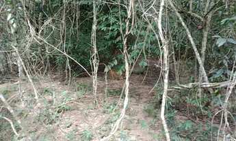 Imagem 7: Vendo ótima chácara em Planaltina-DF